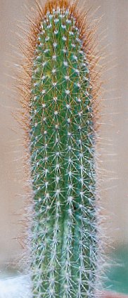 F.ulei